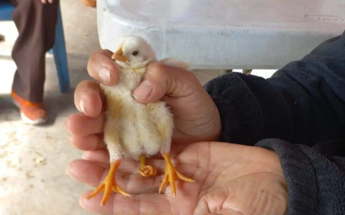 Nace pollito con tres patas en el norte de Veracruz Familia Villasana Barrios